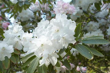Papier Peint photo Lavable Azalée Closeup shot of pacific rhododendron with white petals and green leaves