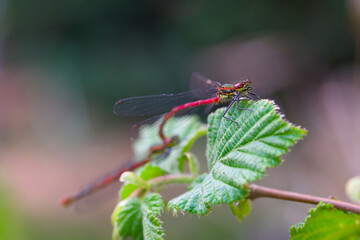 Macro of couple of damselfish Pyrrhosoma nymphula on hazel leaf
