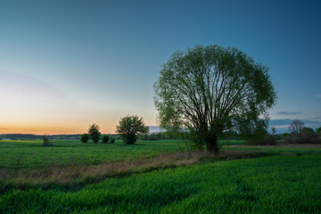 Fototapeta na wymiar Trees for green meadows and blue sky