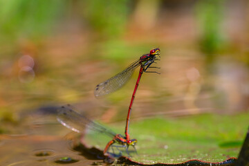 Macro of couple damselfly Pyrrhosoma nymphula at the edge of a pool of water