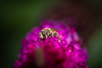 Bee on pink flower