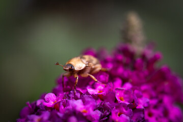 Bee on pink flower