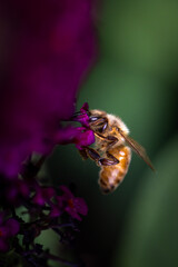 Bee on pink flower