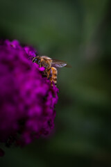 Bee on pink flower