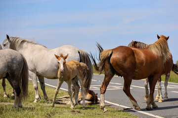 Obraz premium herd of horses with foal