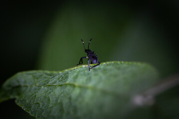 weird bug on leaf