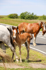 foal by the road