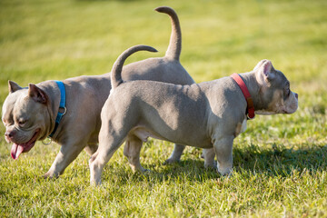Two pocket Lilac color American Bully puppies dogs are playing in move outside.