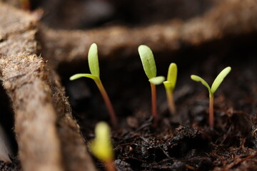 germinating plants in a flowerpot, fresh shoots

