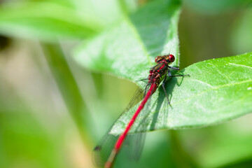 Macro of damselfly Pyrrhosoma nymphula on a leaf