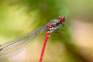 Macro of damselfly Pyrrhosoma nymphula 