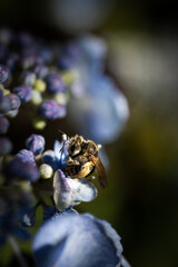 bumblebee on a blue flower