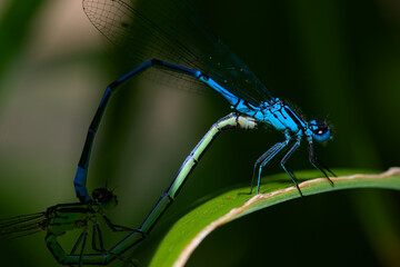 Macro of couple damselfly Ischnura elegans on a leaf