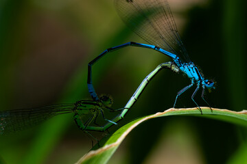 Macro of couple damselfly Ischnura elegans on a leaf