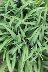 Green plants 