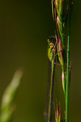 Macro of green damselfish clinging to a green grass