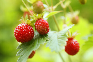 Close-up, red ripe strawberries in the forest.