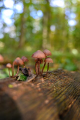 mushroom on the stump