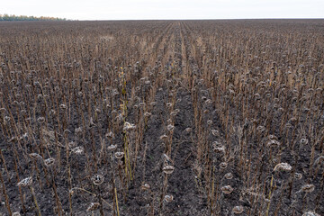 Field with withered sunflowers for harvest