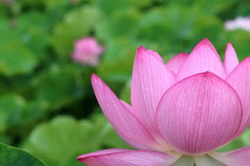 Obraz premium ハスの花 大賀蓮 （高知県 土佐市 蓮池公園）