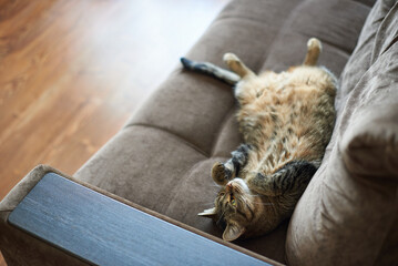 Cat lies with tummy up on the couch at home