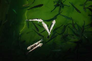 Closeup of dead juvenile fish surfaced on freshwater