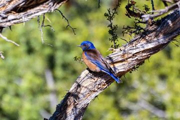 Western Bluebird Perched on a limb