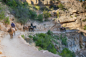 Mules walking Along the Kaibab Trail