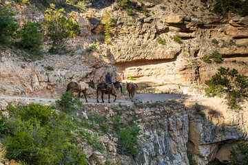Mules walking Along the Kaibab Trail