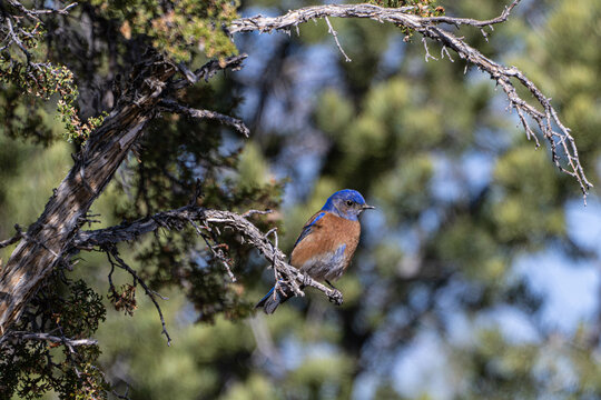 Western Bluebird Perched on a limb