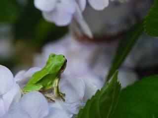 アジサイとアマガエル
