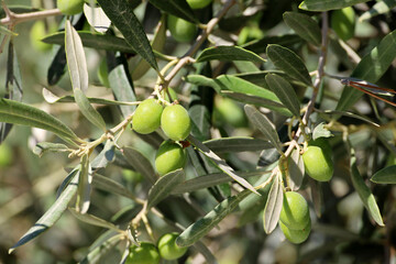 Green olives on the branches. Mediterranean nature, olive tree