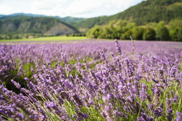 Obraz premium Field of lavender in Drome France with green hill backdrop. Beautiful summer landscape on a bright sunny day. Eco responsible sourcing of essential oils and makeup ingredients
