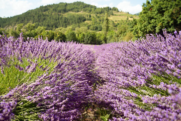 Obraz premium Field of lavender in Drome France with green hill backdrop. Beautiful summer landscape on a bright sunny day. Eco responsible sourcing of essential oils and makeup ingredients