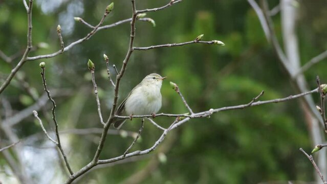 Willow warbler singing and flying away in Estonian boreal forest