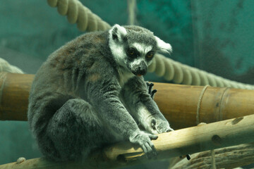 
Lemur, indoor photo