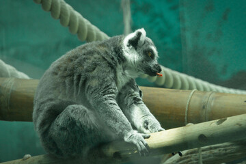 
Lemur, indoor photo