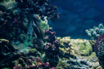 
Sea corals in the aquarium