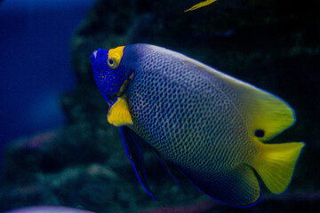 Fototapeta na wymiar Sea fish of purple and yellow color swims in the aquarium