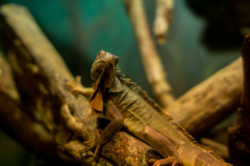 
Lizard sitting on a branch, indoor photo