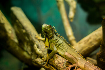 
Lizard sitting on a branch, indoor photo