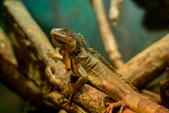 
Lizard sitting on a branch, indoor photo