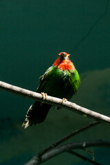 
bird on a branch, indoor photo