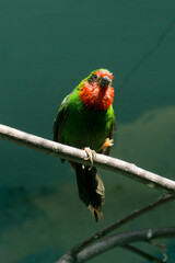 
bird on a branch, indoor photo