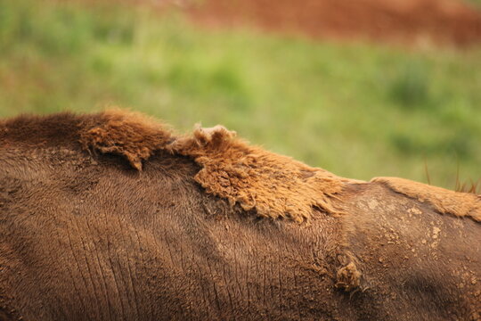 Bisontes