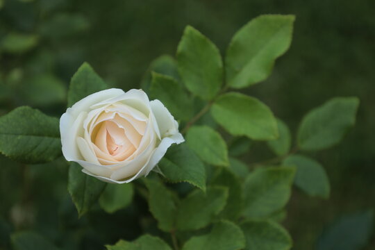Bonn Germany July 2022 blossom of white rose against natural green background in natural daylight
