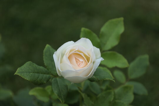 Bonn Germany July 2022 blossom of white rose against natural green background in natural daylight