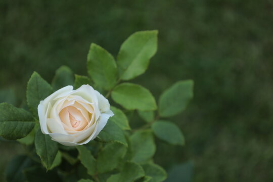 Bonn Germany July 2022 blossom of white rose against natural green background in natural daylight