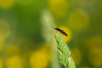 Agriotes lineatus - Lined click beetle - Taupin des moissons