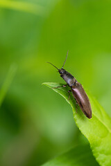 Agriotes lineatus - Lined click beetle - Taupin des moissons